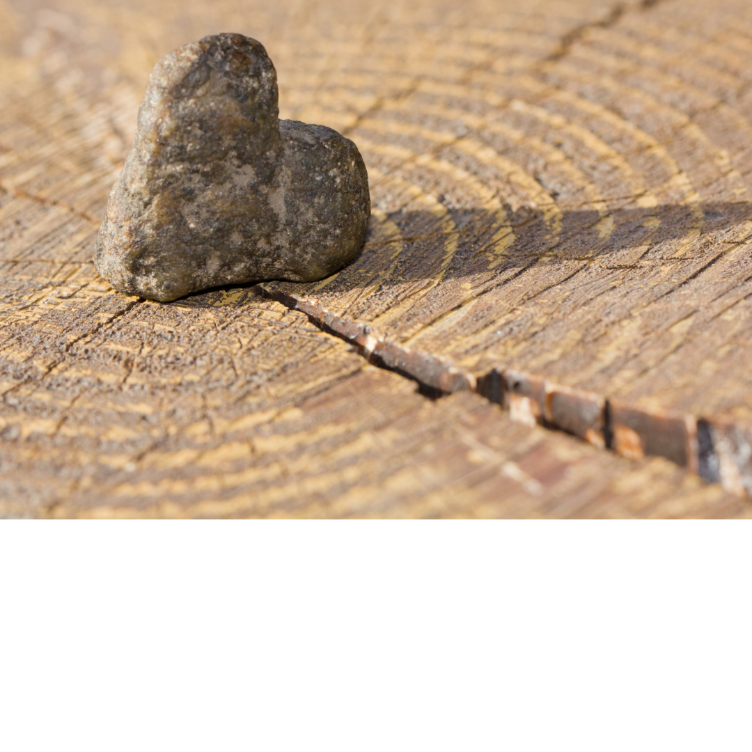 Heart shaped stone on tree stump with tree rings